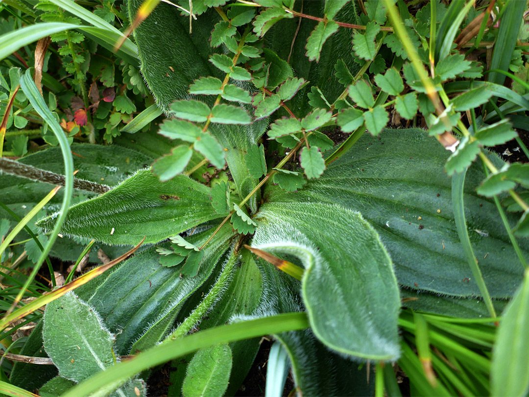 Hairy leaves