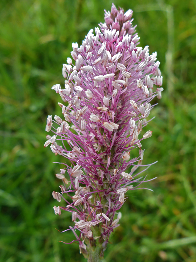 Pinkish inflorescence