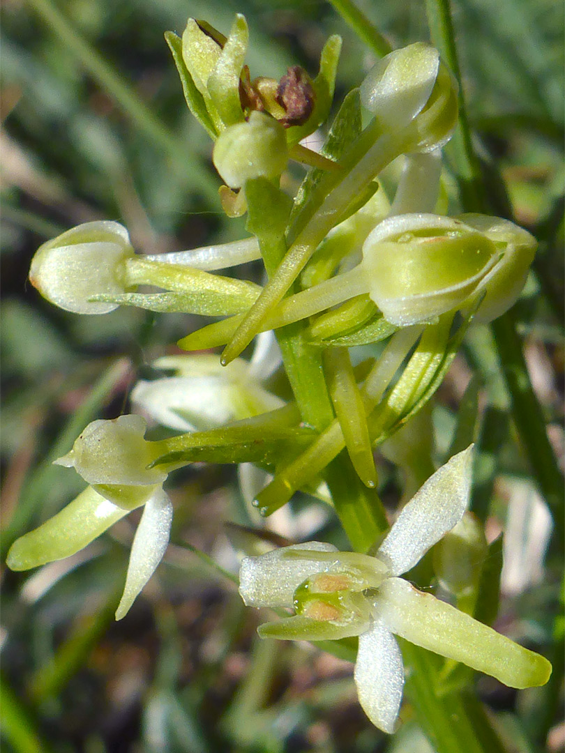 Angled flowers