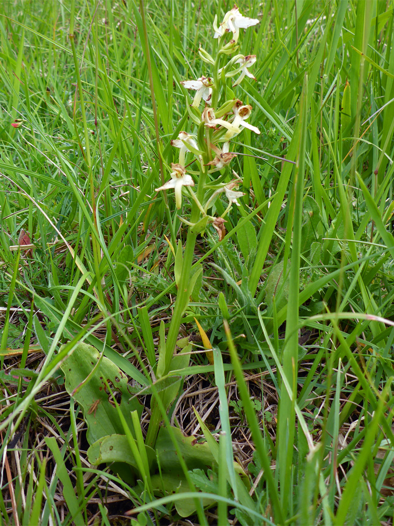 Plant amongst long grass