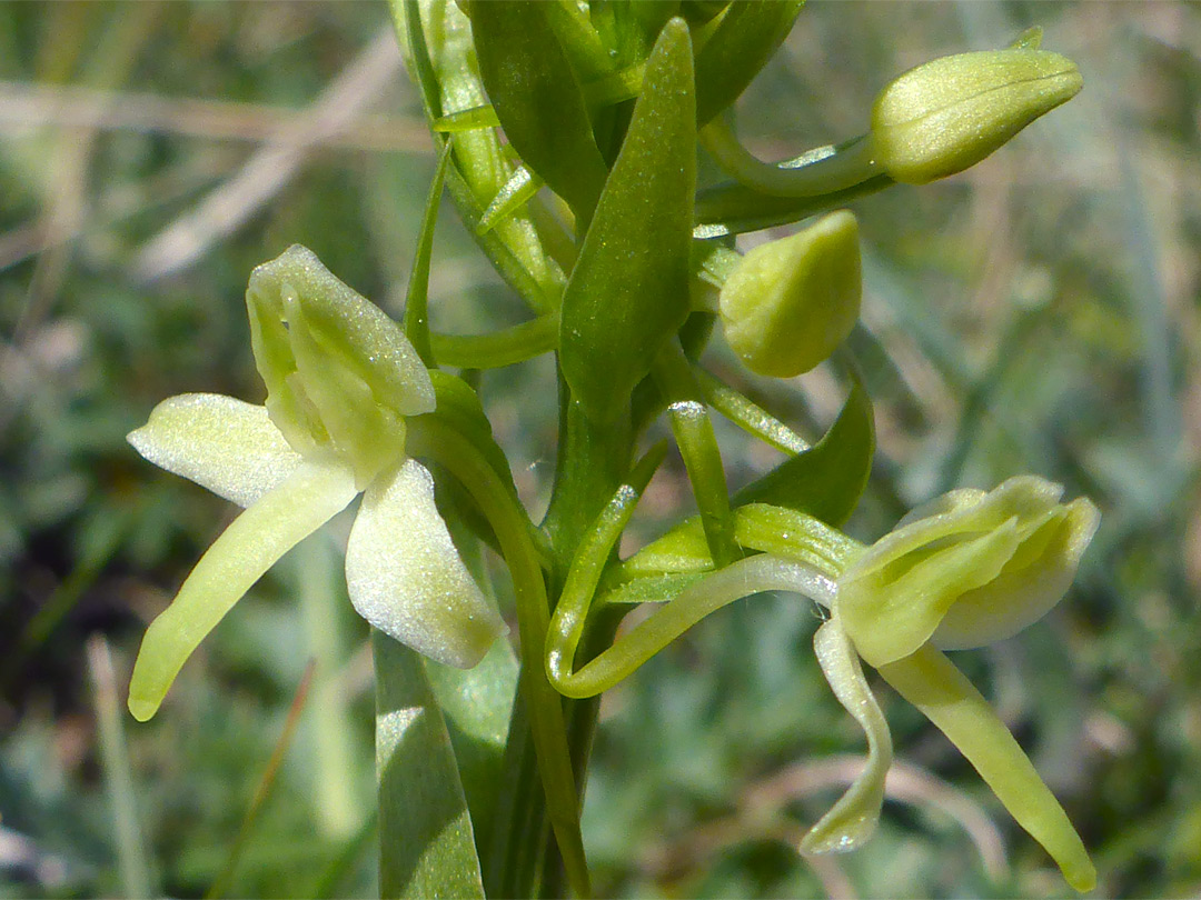 Pale green flowers