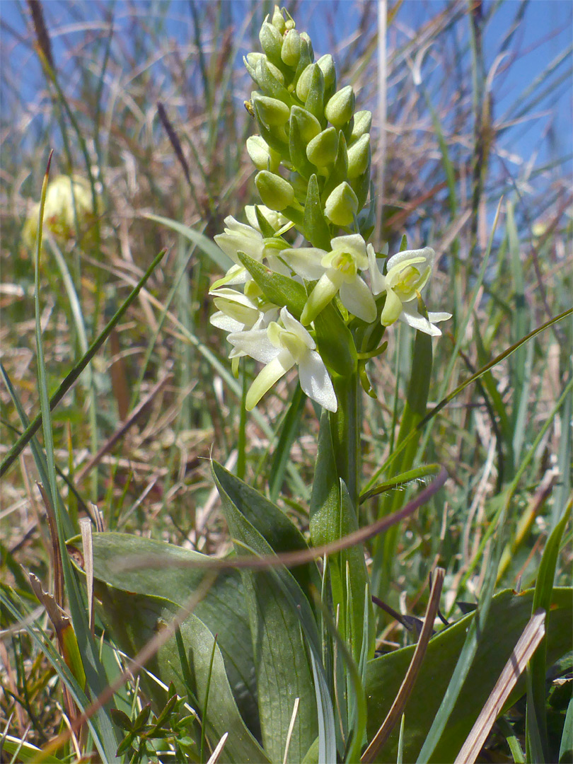 Narrow inflorescence