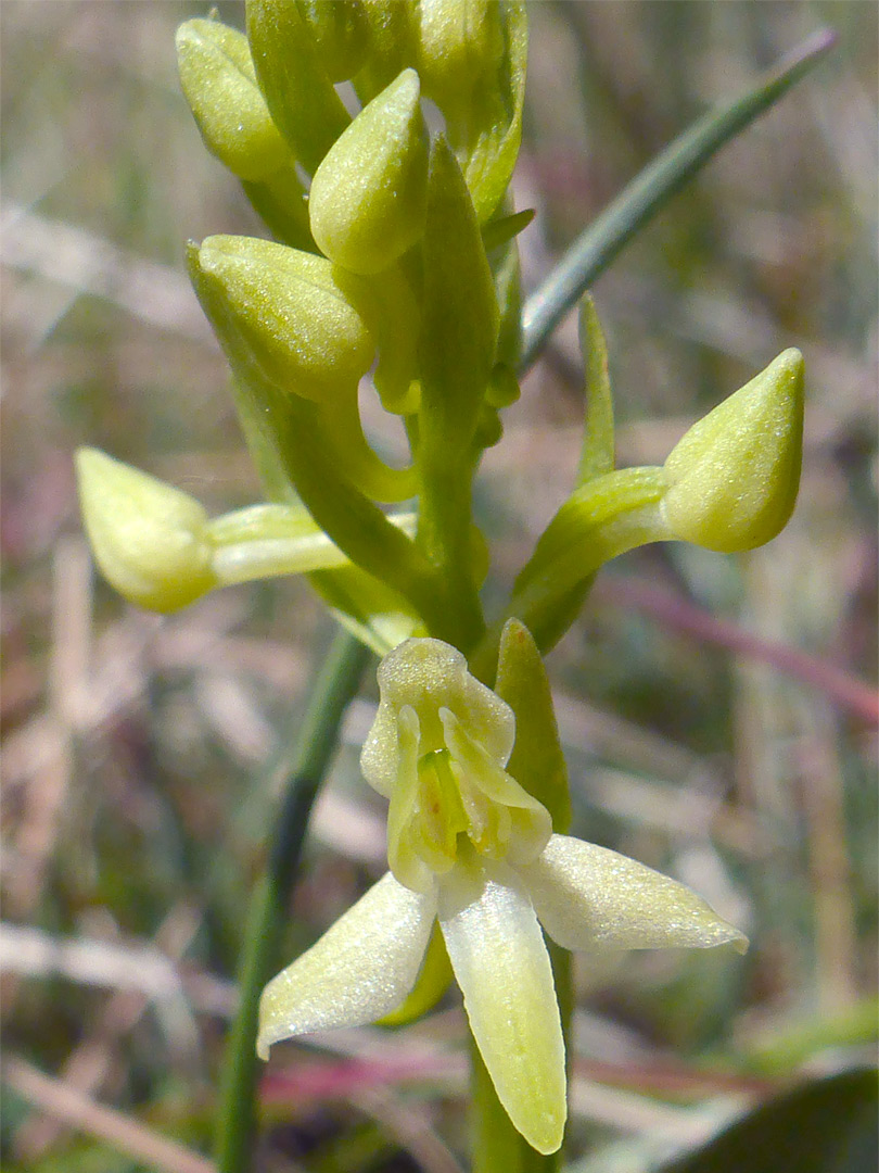 Buds and flower