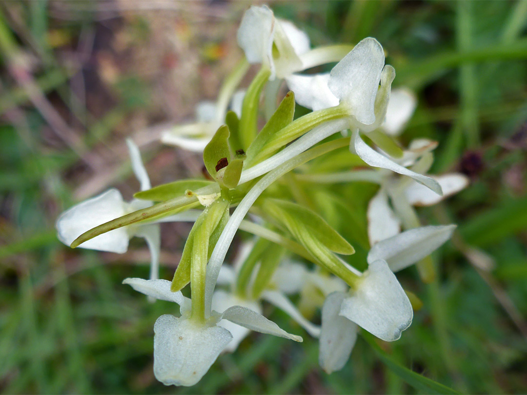 Top of a flower cluster