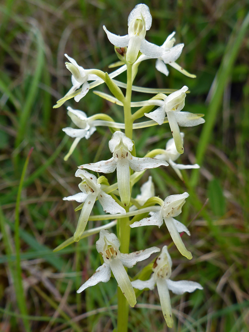 Lesser butterfly orchid