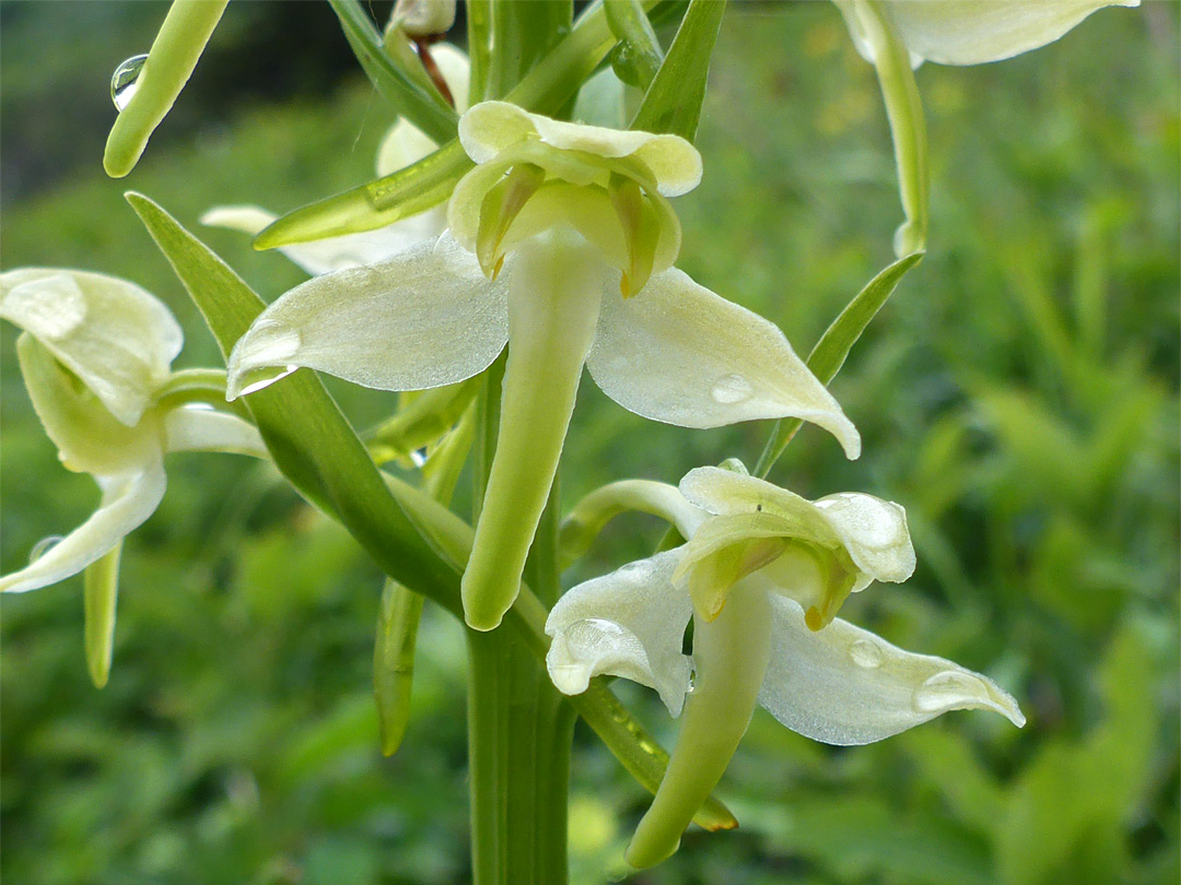 Three flowers