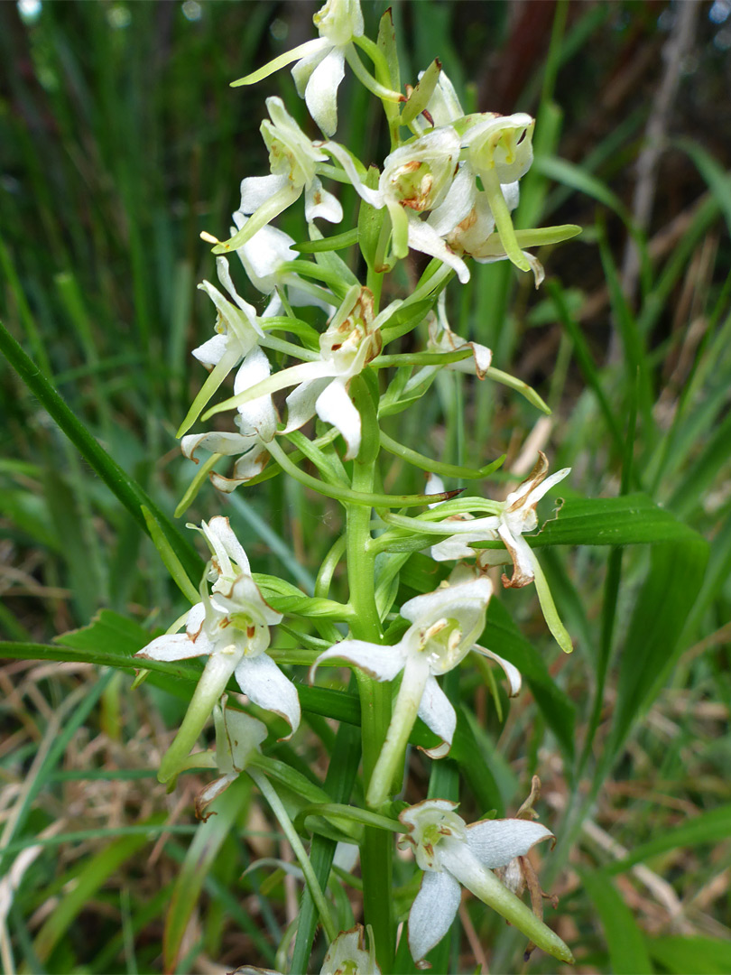 Flowers starting to wither