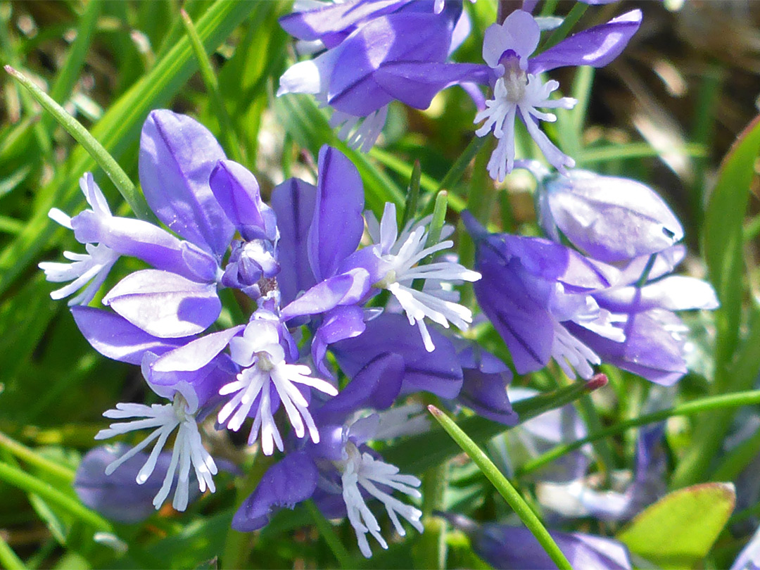 Pale blue flowers