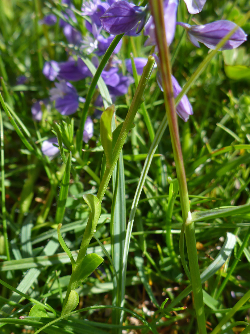 Leaves