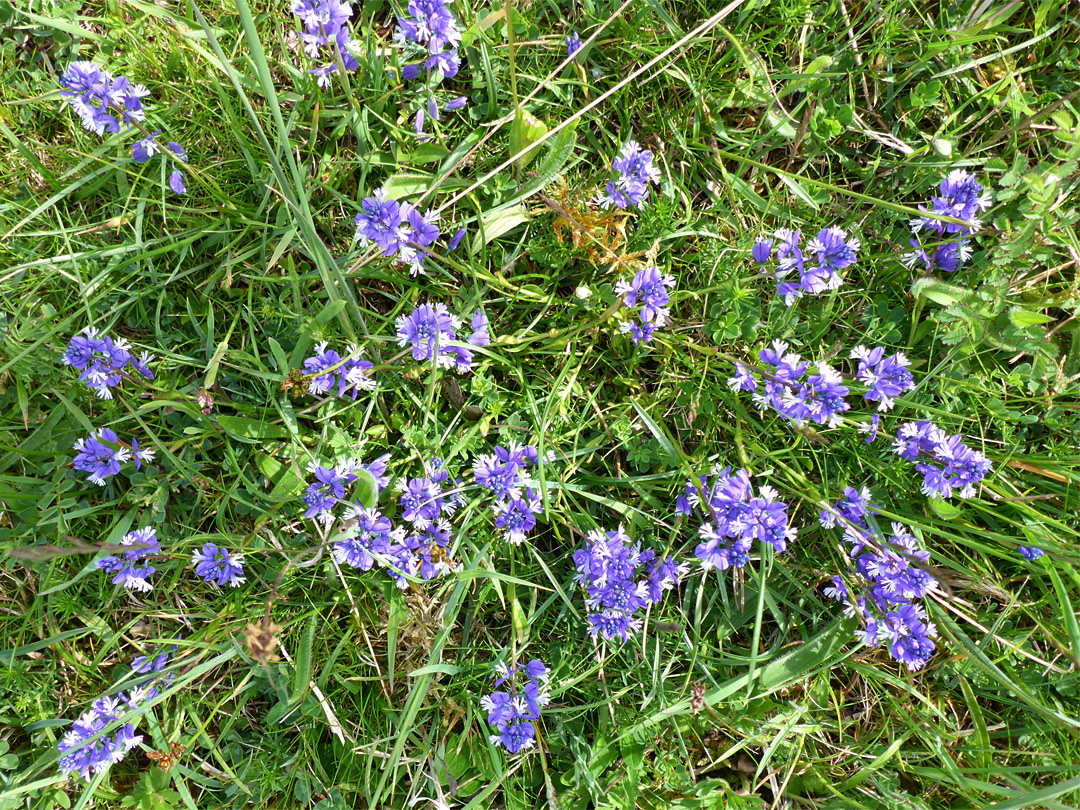 Many flowers