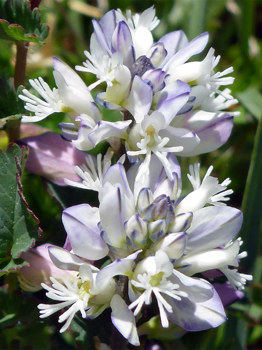 Chalk milkwort - whitish