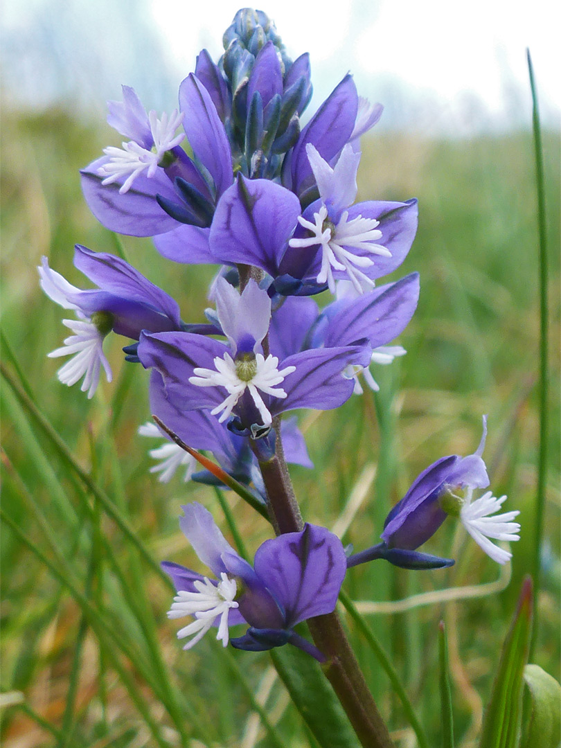 Blue and white flowers