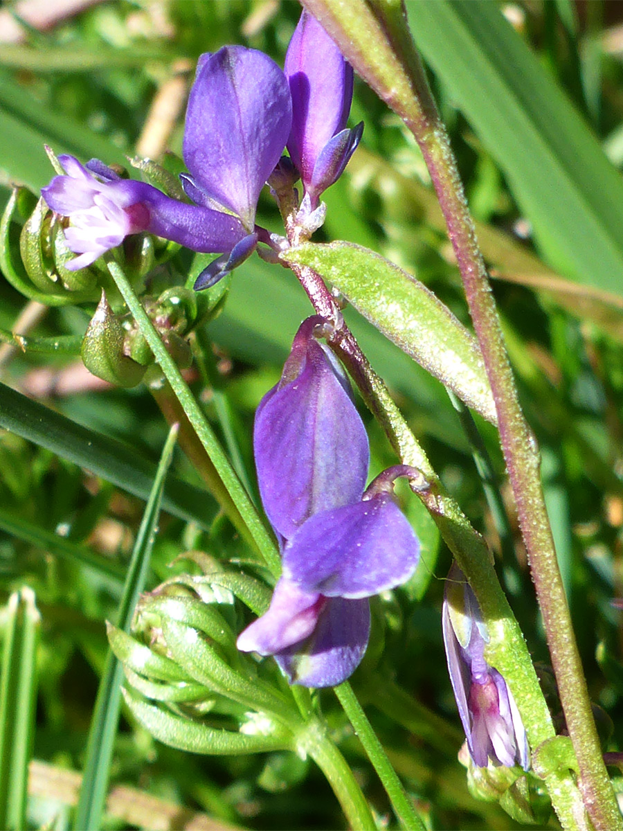 Heath milkwort