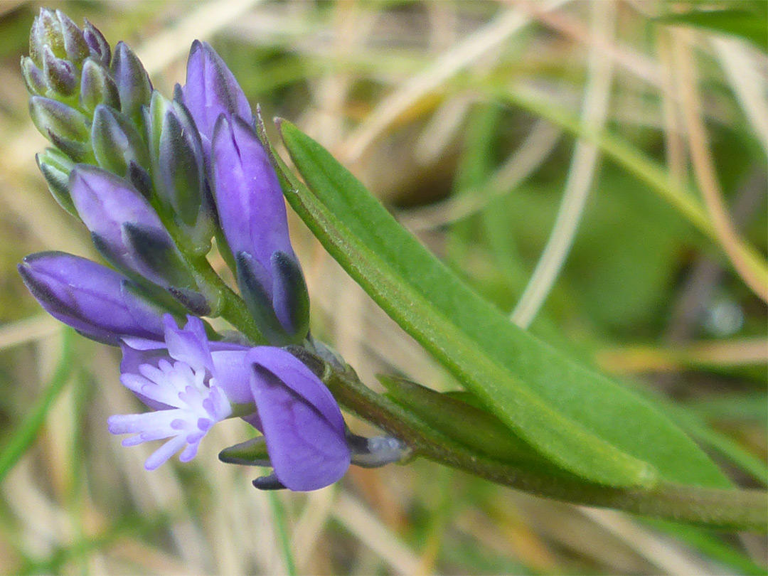 Common milkwort