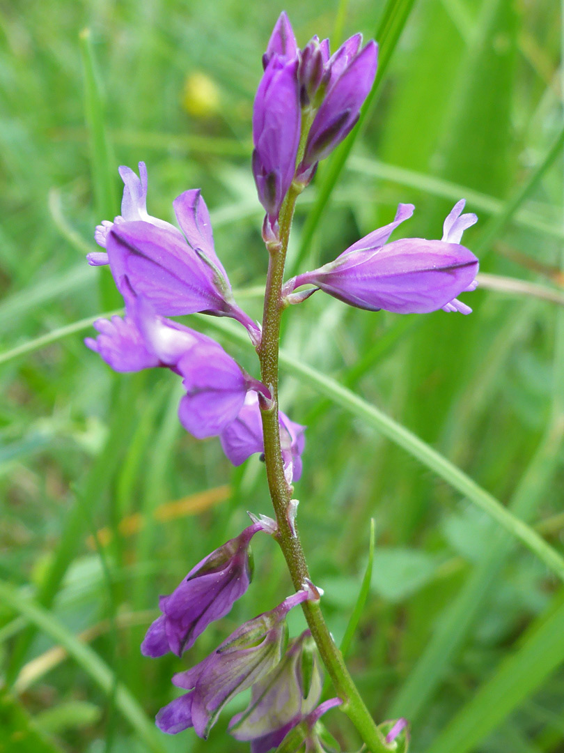 Purple flowers