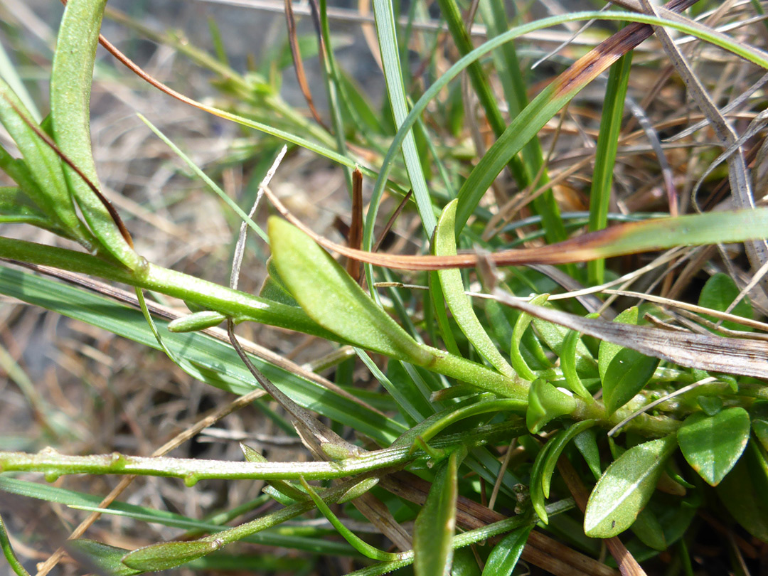 Stem and leaves