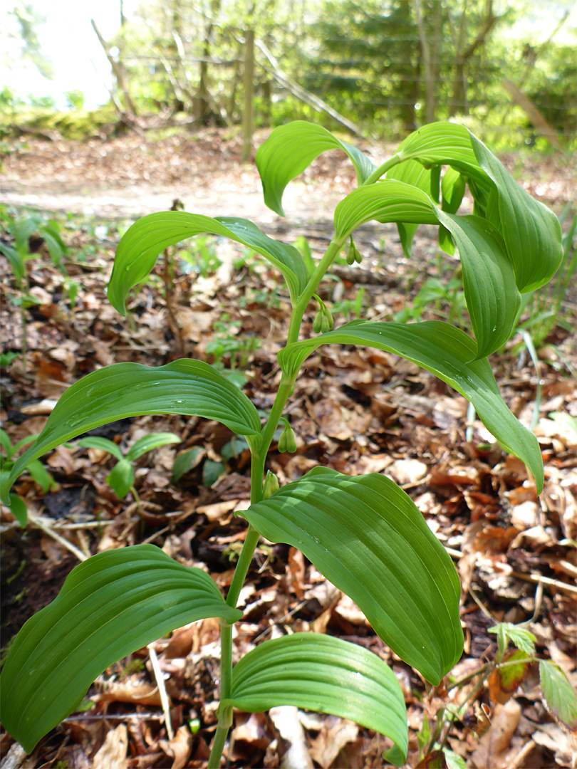 Leafy plant