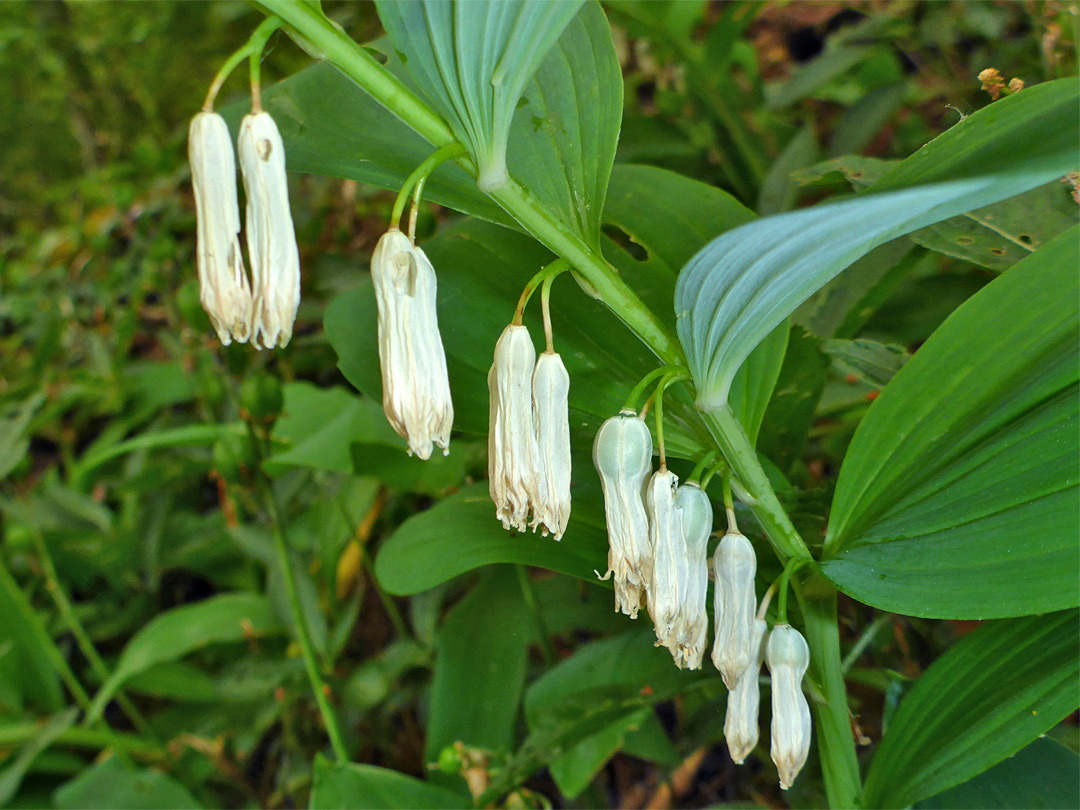 Angular Solomon's seal