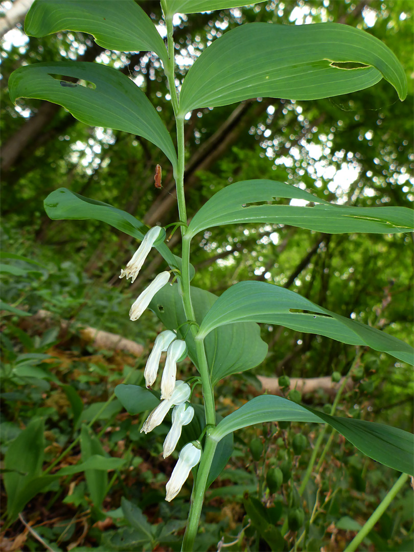 Leaves and flowers