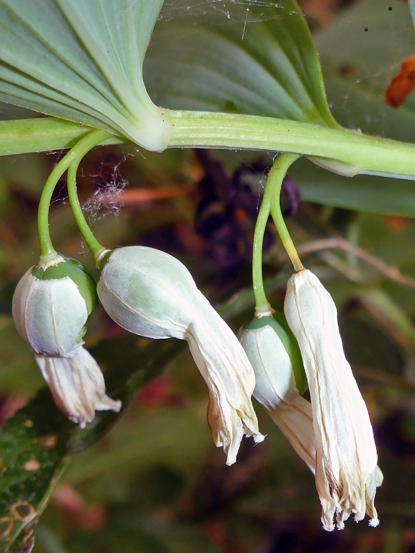 Developing fruits