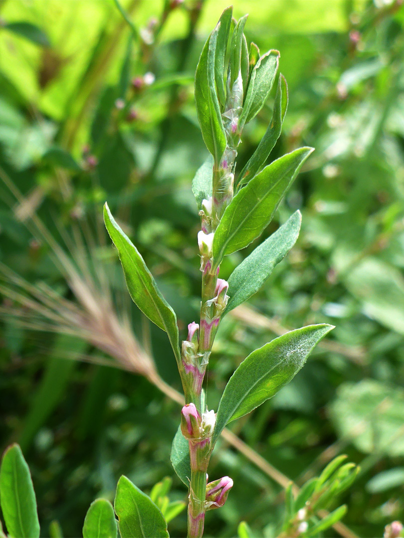 Upper stem