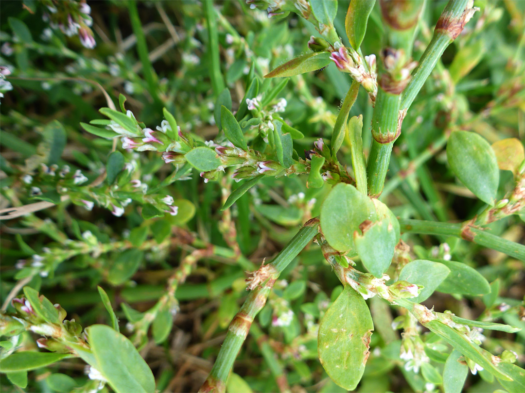 Grooved stems