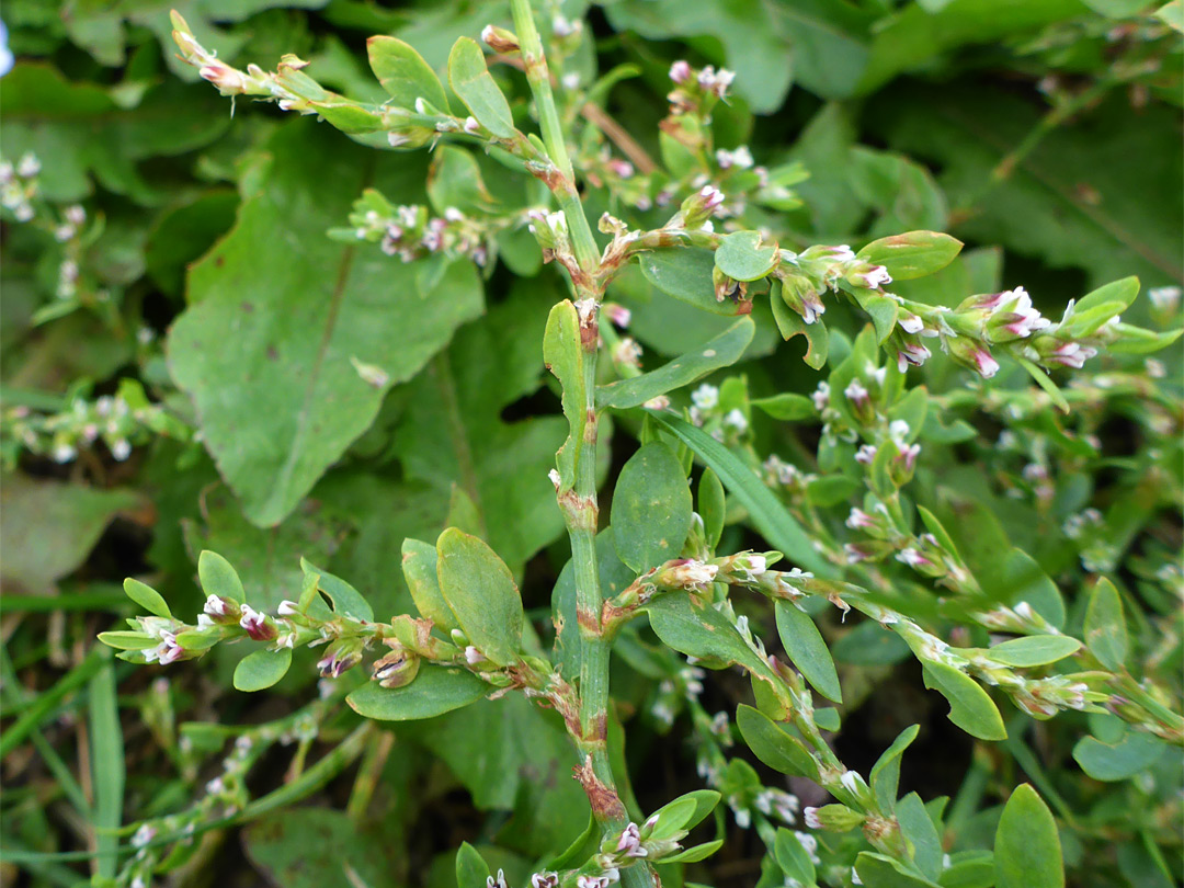 Flowers and leaves