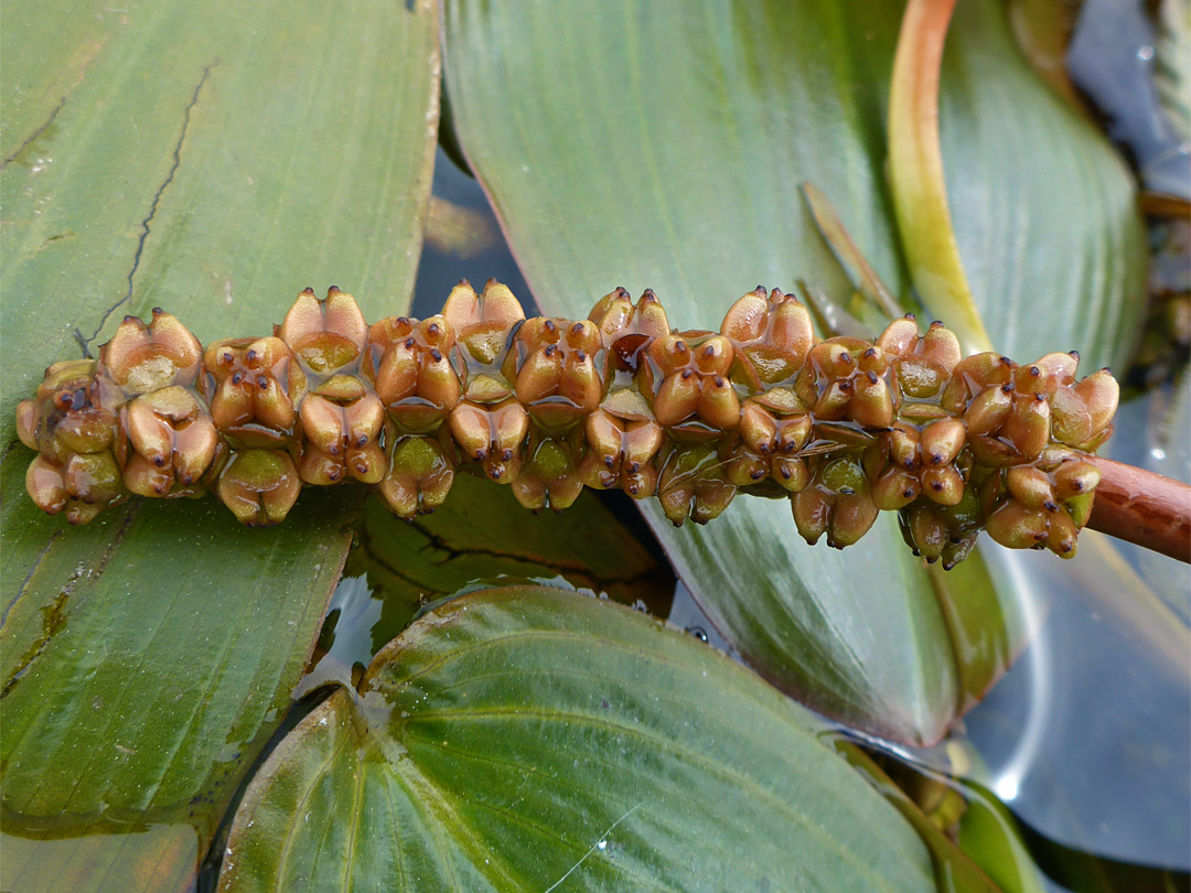 Broad-leaved pondweed