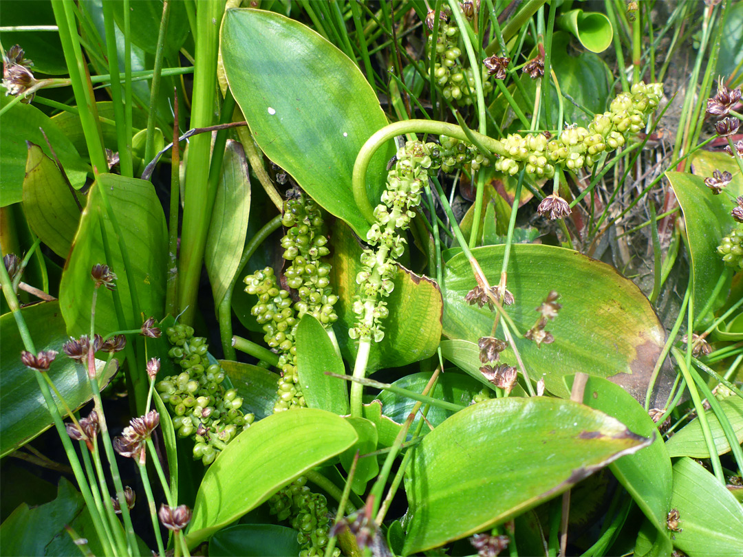 Leaves and flower spikes