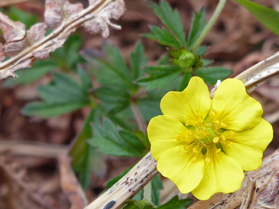 Six-petalled flower