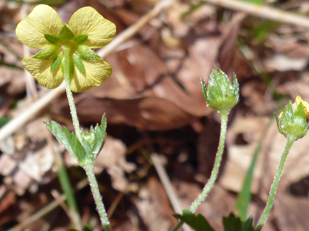 Base of a flower