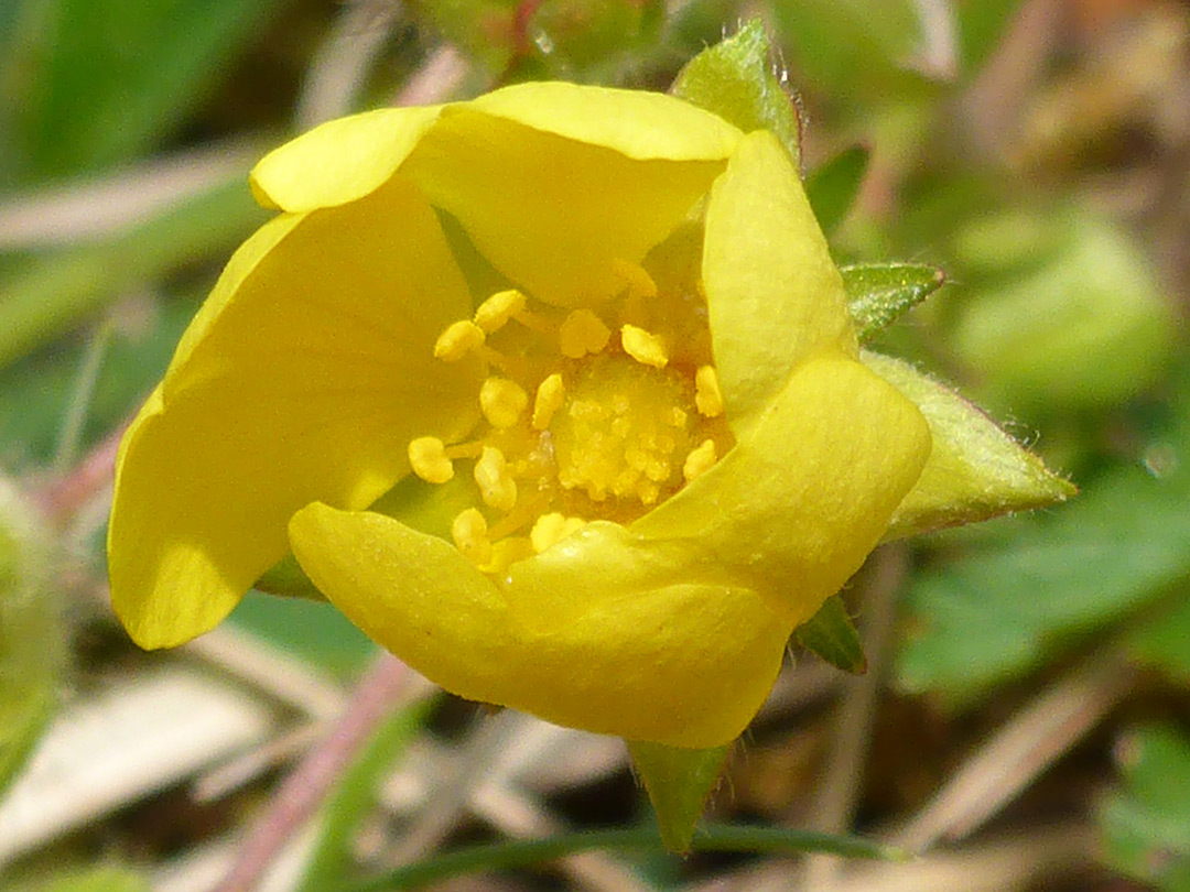 Curling petals