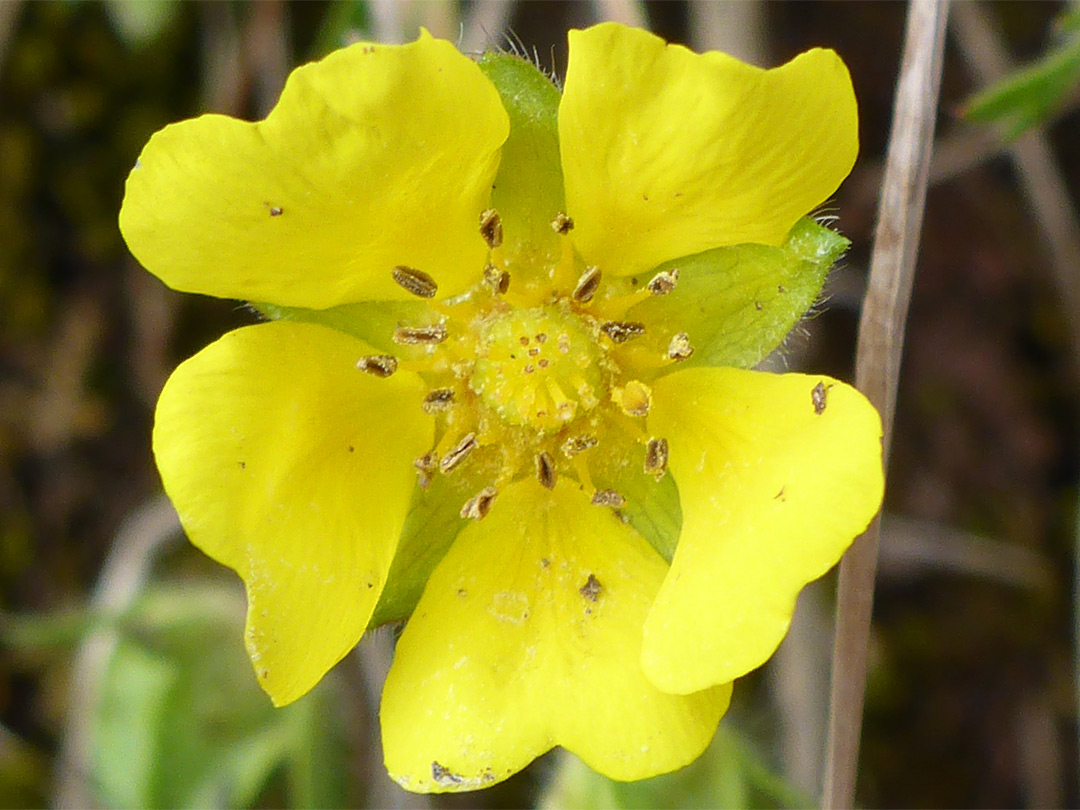 Five yellow petals