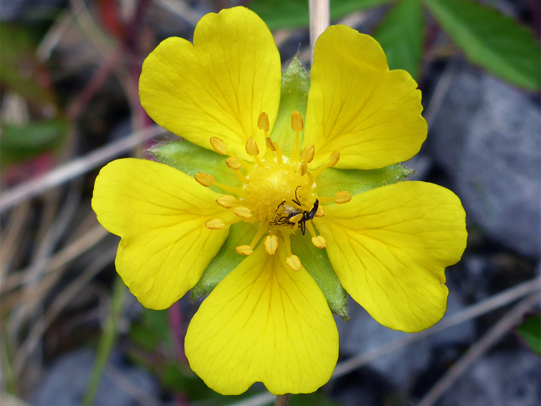 Petals and sepals