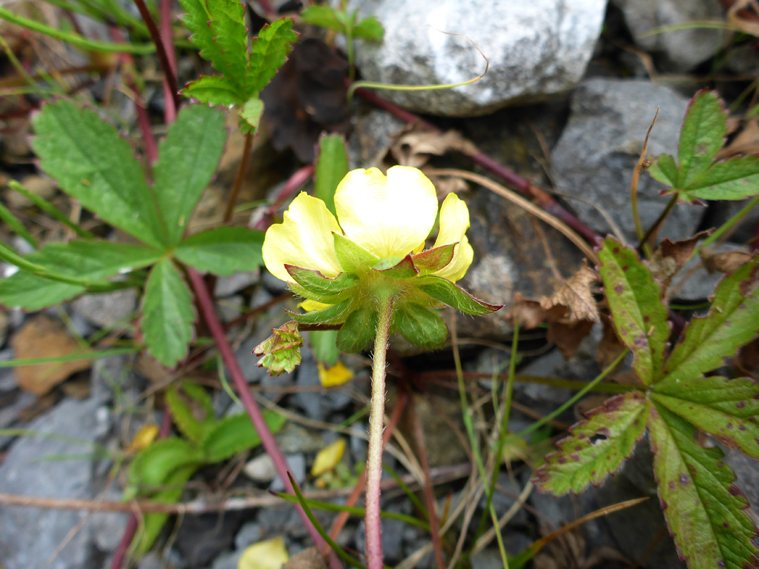 Flower and leaves