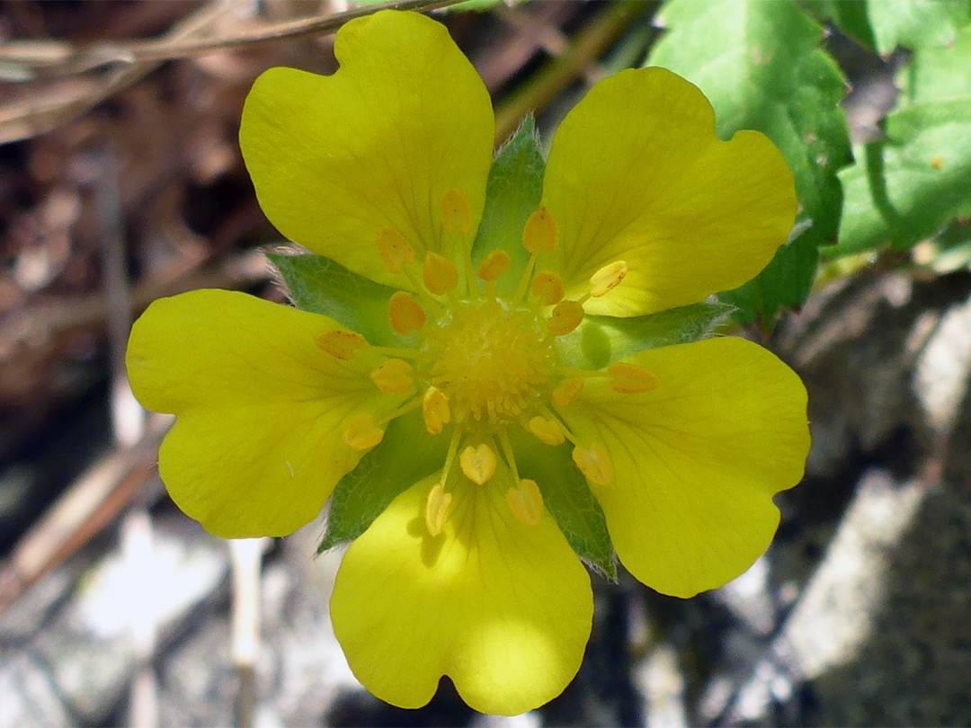 Yellow flower