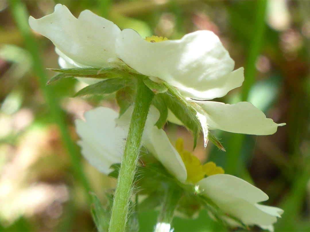 Petals and sepals