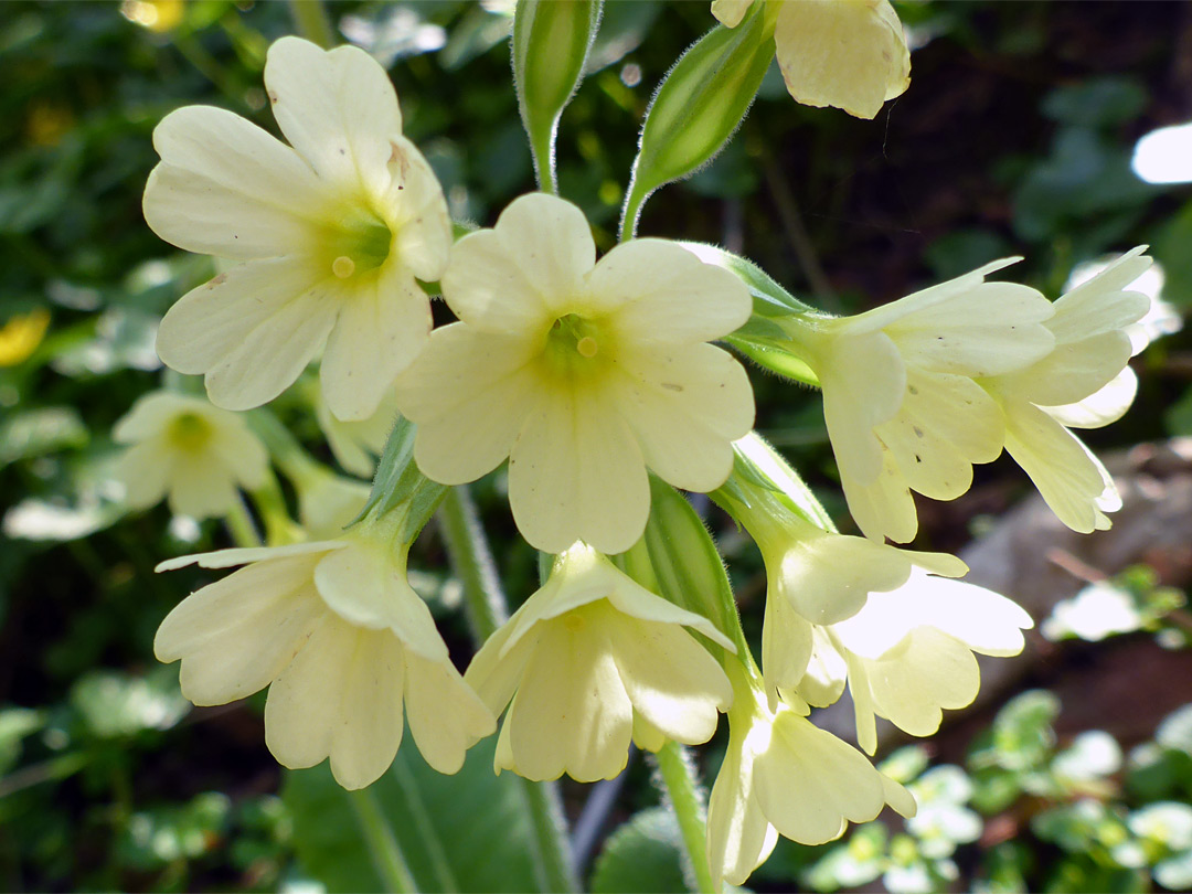 Creamy-white flowers