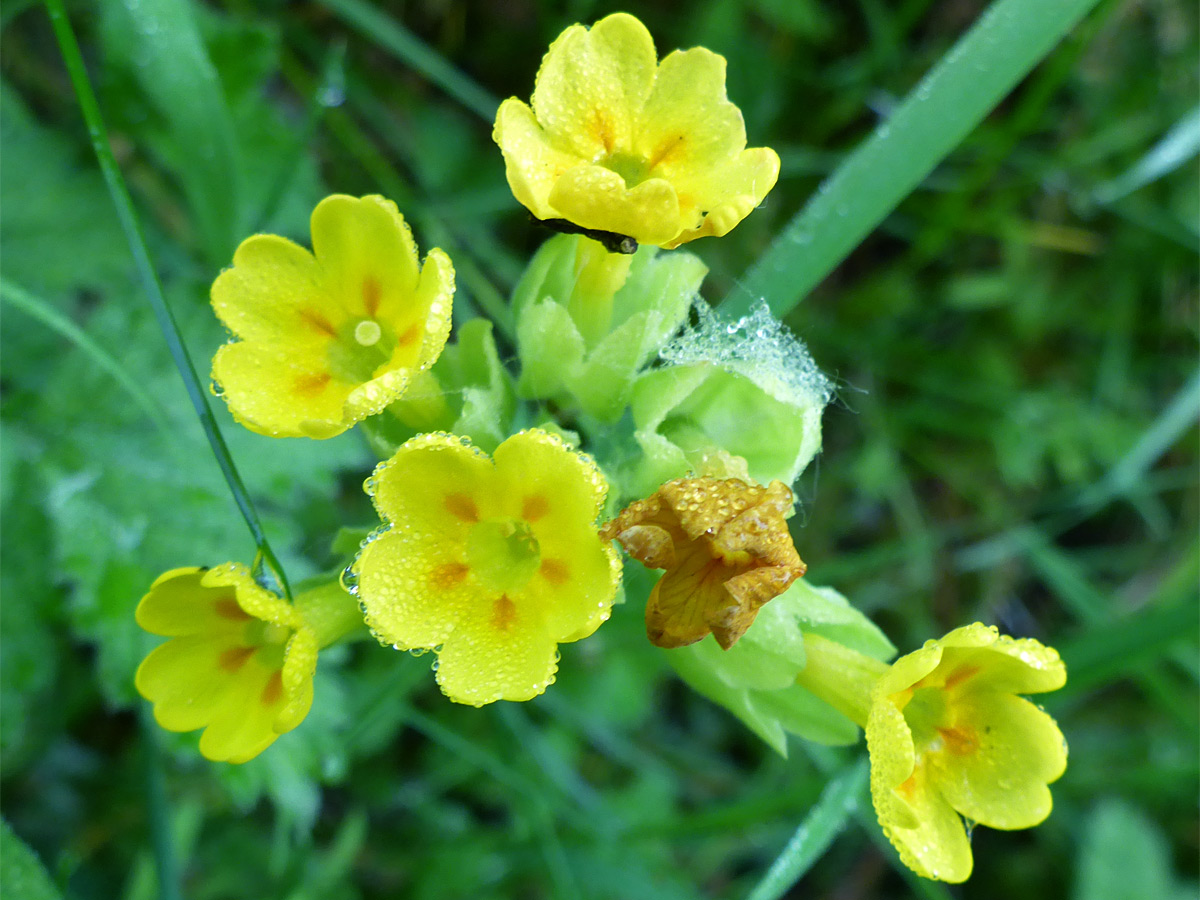 Flower cluster