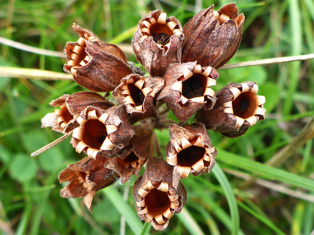 Withered flowers