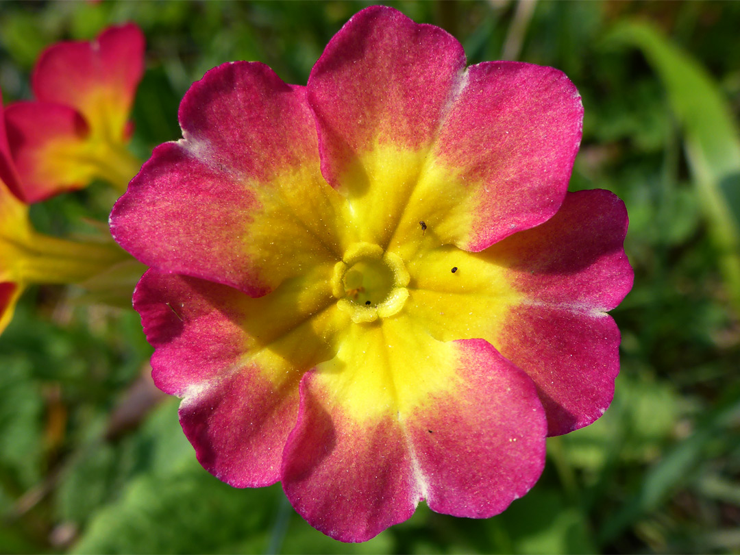 Red-yellow flower