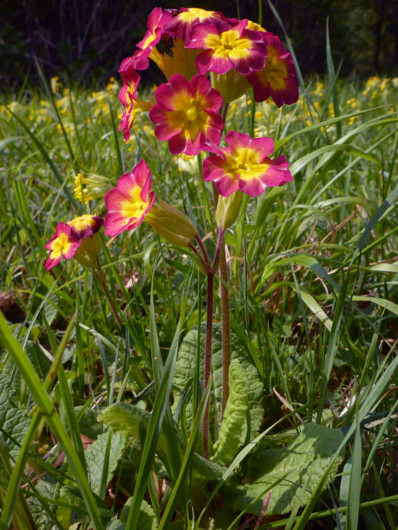 Flowering stem