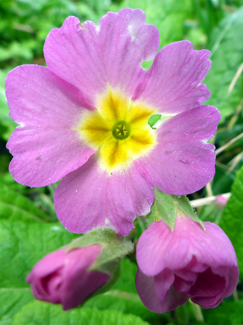 Yellow-pink flower