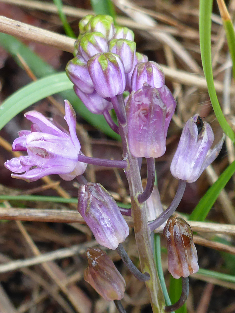 Developing inflorescence