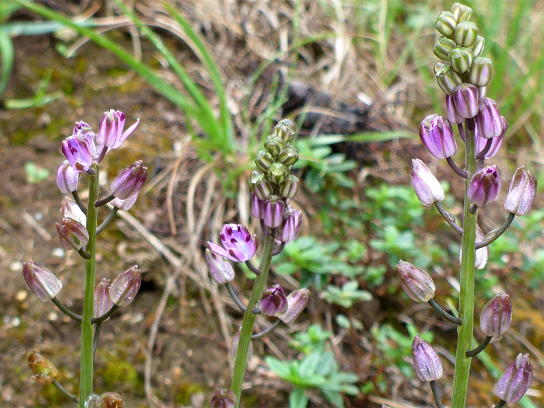 Three stems