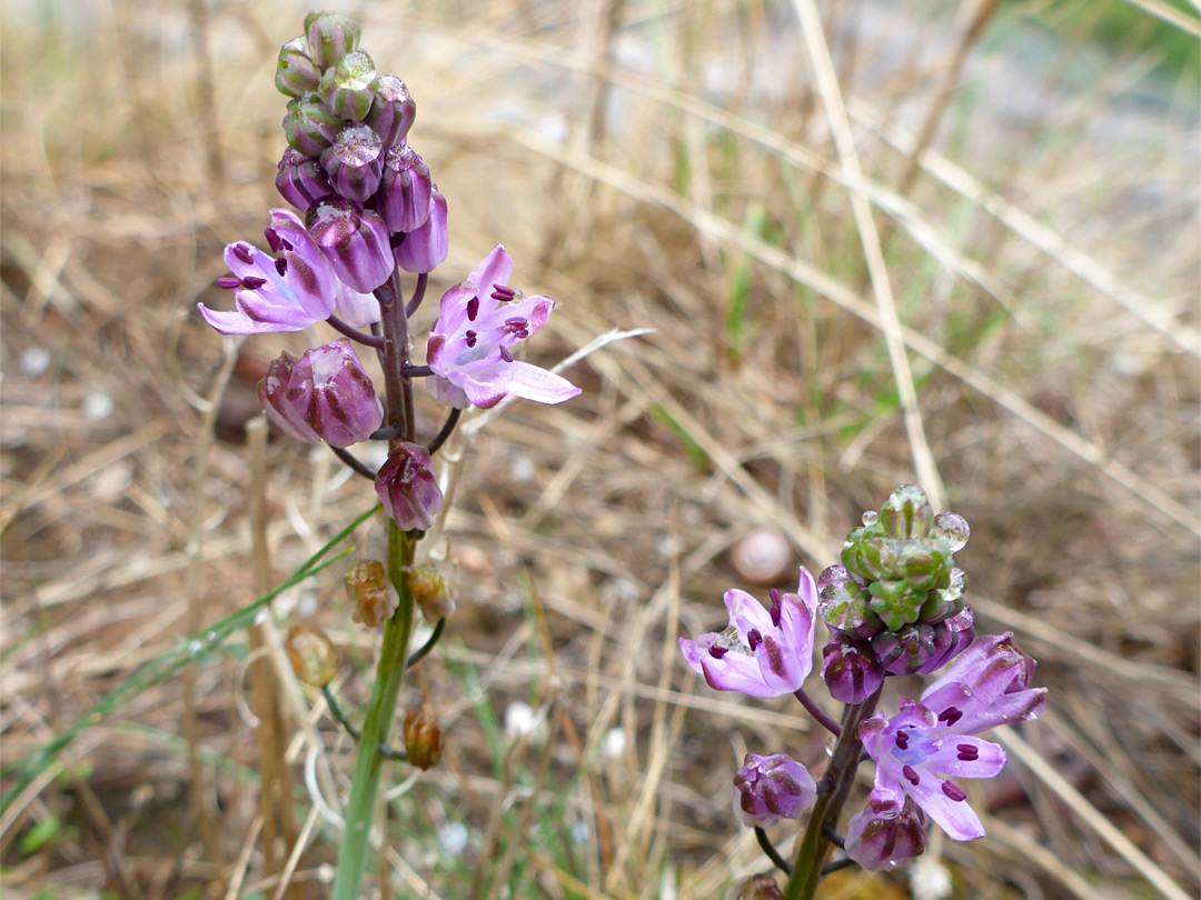 Two flower clusters