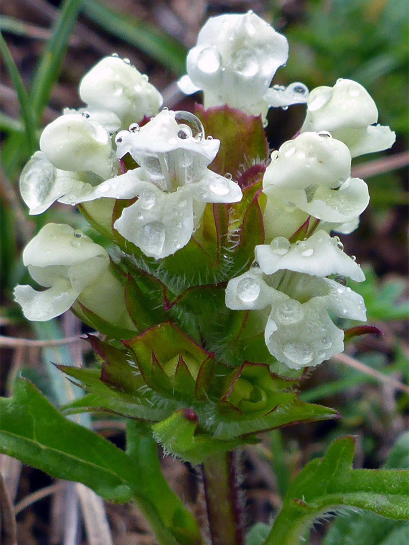 Flowers and bracts