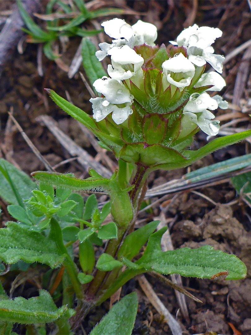 Leaves and flowers