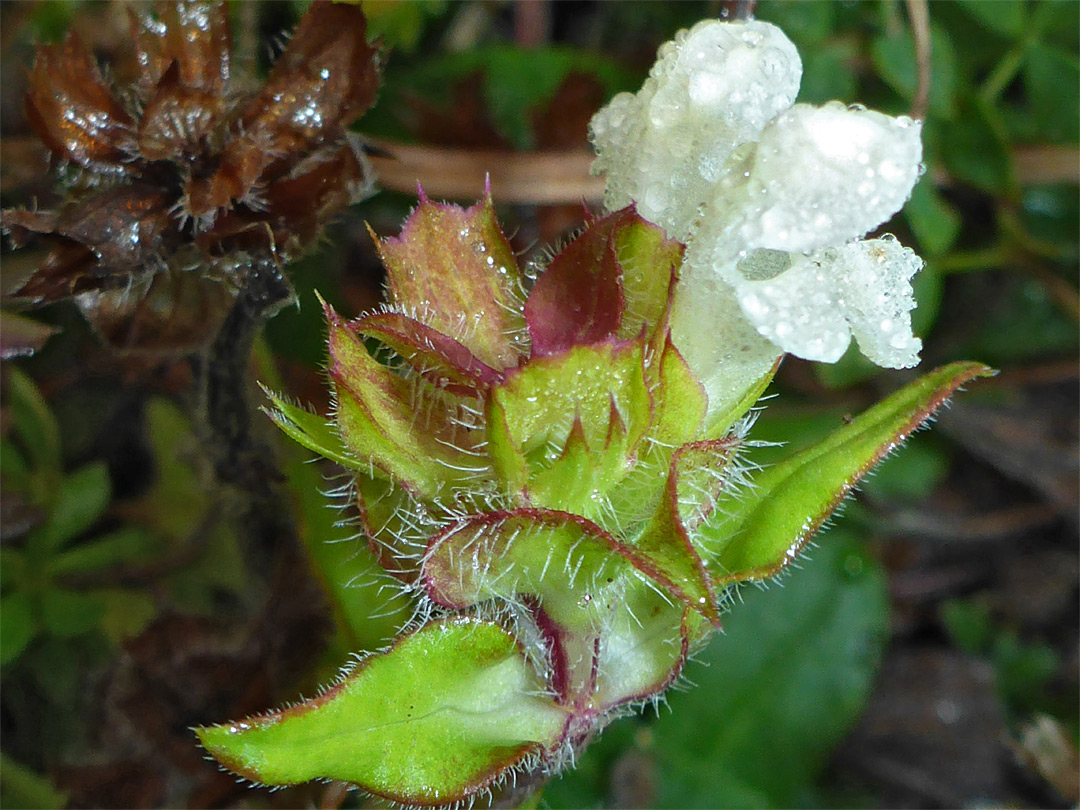 Flowering stem