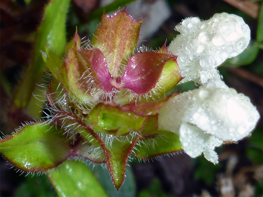 Two white flowers